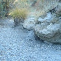 A big grass tuft (muhlenbergia, I think) sits in the dry creek bed.