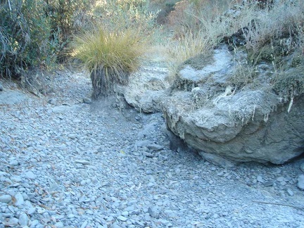 A big grass tuft (muhlenbergia, I think) sits in the dry creek bed.