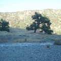 Old oaks along the dry Coyote Creek, some 1200 feet above San Jose and Silicon Valley