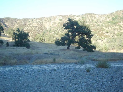 Old oaks along the dry Coyote Creek, some 1200 feet above San Jose and Silicon Valley