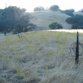 Old corral fence and tarweed