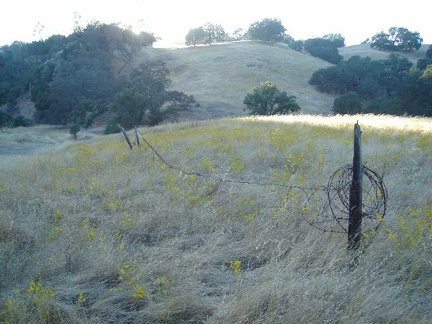 Old corral fence and tarweed