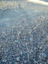 A trail of thousands of ants stretches across the Narrows Trail