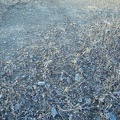 A trail of thousands of ants stretches across the Narrows Trail