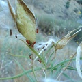 Red bugs