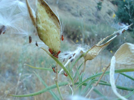 Red bugs