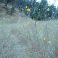 Madia elegans growing along the Narrows Trail