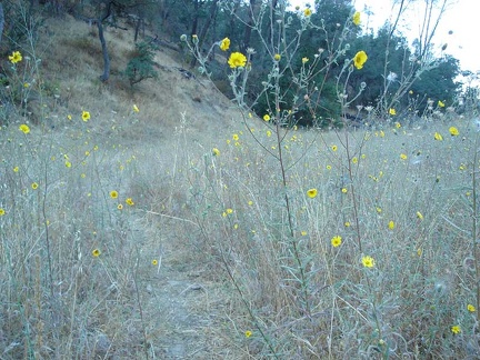 Madia elegans growing along the Narrows Trail