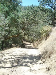 Entering the forested area, still above the canyon.