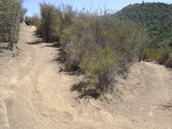 A switchback as China Hole Trail climbs through an area of thick chamise chapparal.