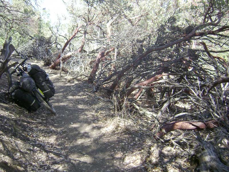 Beyond the carpet of chamise, manzanitas start appearing along China Hole Trail.