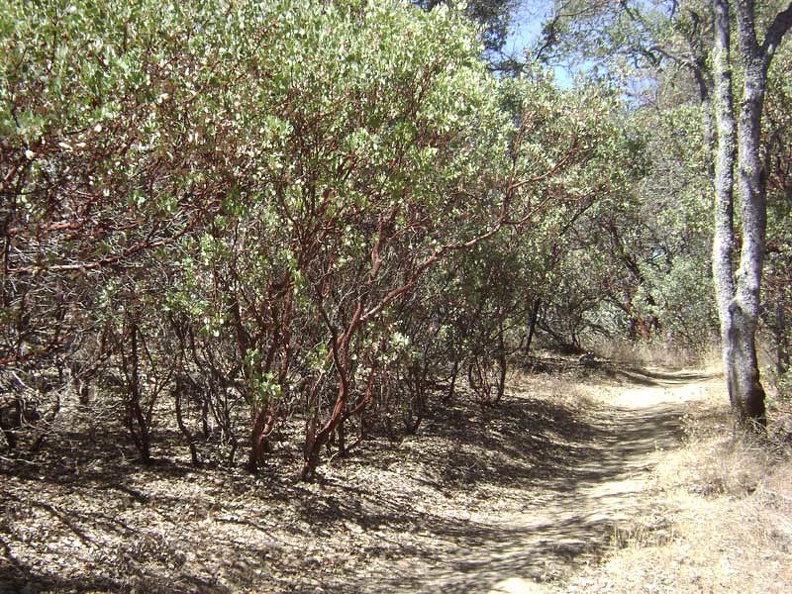 05990-manzanita-stand-800px.jpg