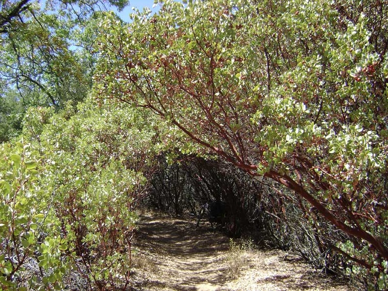 China Hole Trail enters into a tunnel of manzanitas.