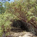 China Hole Trail enters into a tunnel of manzanitas.