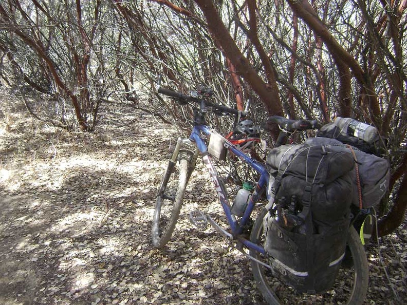 Still inside the manzanita tunnel.