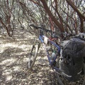 Still inside the manzanita tunnel.