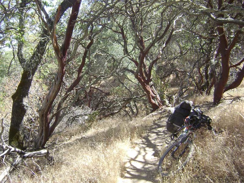 Exiting the manzanita tunnel.