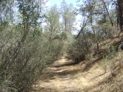 I walk a few hundred feet up the Kingbird Pond Trail.