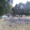 The tent hides under one of the huge oak trees at Pacheco Camp.