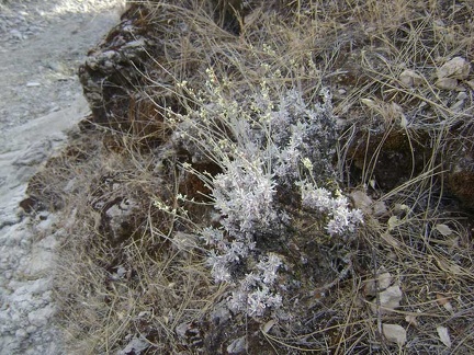 This might be some kind of buckwheat growing on the bank of the Orestimba Creek at Red Creek Road?