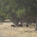 Wild pigs on Paradise Flat along Red Creek Road.