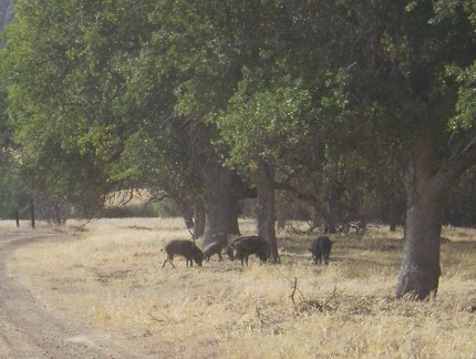 Wild pigs on Paradise Flat along Red Creek Road.