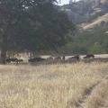 Another shot of the wild pigs on Paradise Flat along Red Creek Road.