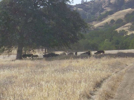 Another shot of the wild pigs on Paradise Flat along Red Creek Road.