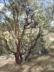 Manzanita tree along Red Creek Road.