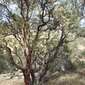 Manzanita tree along Red Creek Road.