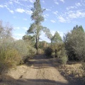 Grey pine (pinus sabiniana) along Red Creek Road on Paradise Flat.