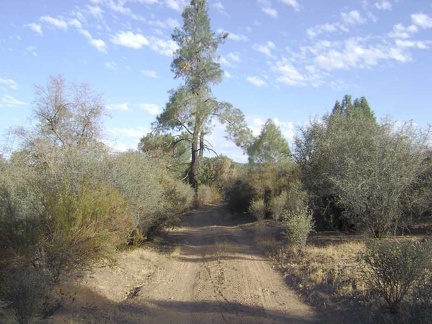 Grey pine (pinus sabiniana) along Red Creek Road on Paradise Flat.