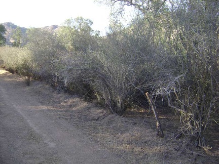 Ceanothus along Red Creek Road on Paradise Flat.