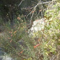  Wild California fuschias around a rocky outcrop opposite Bear Spring.