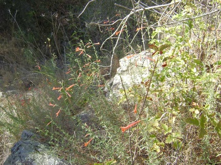  Wild California fuschias around a rocky outcrop opposite Bear Spring.