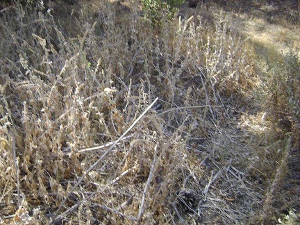 Stachys albens (hedgenettle) in the creek, now dormant and waiting for the fall rains.