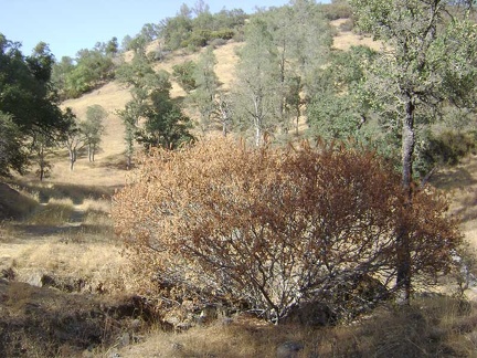 A small California buckeye tree along Bear Spring Road (aesculus californica).