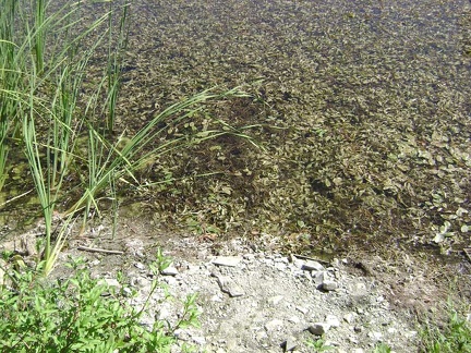 Close up of the plant life in Mississippi Lake.