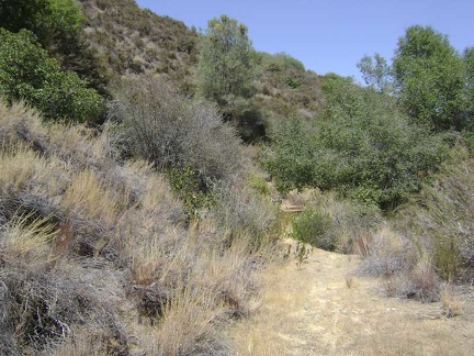 The trail to Board Spring starts out road-like, but it's rather grown-in as it approaches its end at the spring.