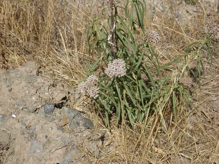 Milkweed growing along Orestimba Creek Road (asclepias fascicularis?).