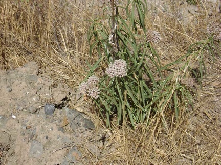 Milkweed growing along Orestimba Creek Road (asclepias fascicularis?).