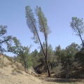 A two-prong grey pine on Orestimba Creek Road.