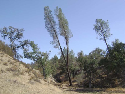 A two-prong grey pine on Orestimba Creek Road.