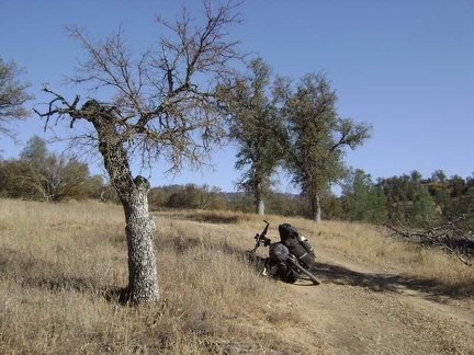 Stunted oak tree on lower Long Ridge Road.