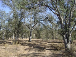 More oaks on lower Long Ridge Road.