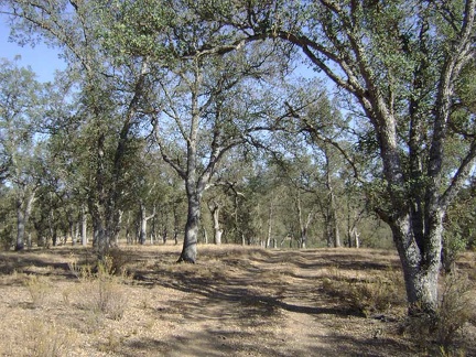 More oaks on lower Long Ridge Road.