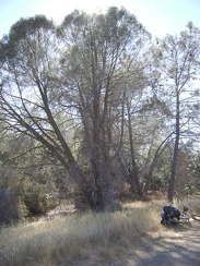 Pinus sabiniana (grey pines) along Coit Road heading toward Mahoney Ridge.