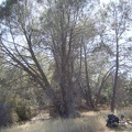 Pinus sabiniana (grey pines) along Coit Road heading toward Mahoney Ridge.