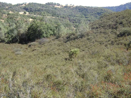 Adjacent to that stand of grey pines, a lone manzanita grows in a field of chamise.