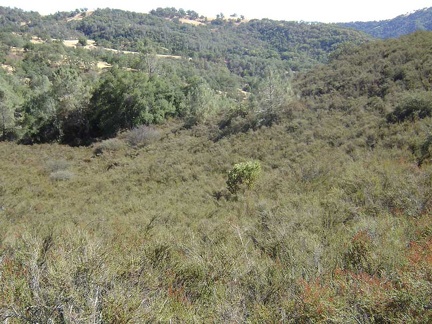 Adjacent to that stand of grey pines, a lone manzanita grows in a field of chamise.